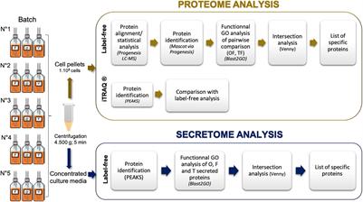 Comparative Proteomic Analysis of the Diatom Phaeodactylum tricornutum Reveals New Insights Into Intra- and Extra-Cellular Protein Contents of Its Oval, Fusiform, and Triradiate Morphotypes